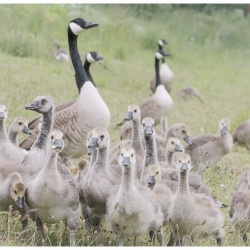 geese clan .jpg